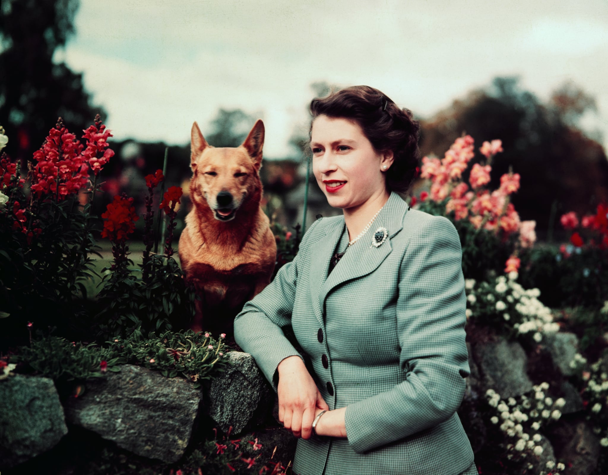 March,1953- Queen Elizabeth II of England--closeup in garden with dog. UPI colour slide.