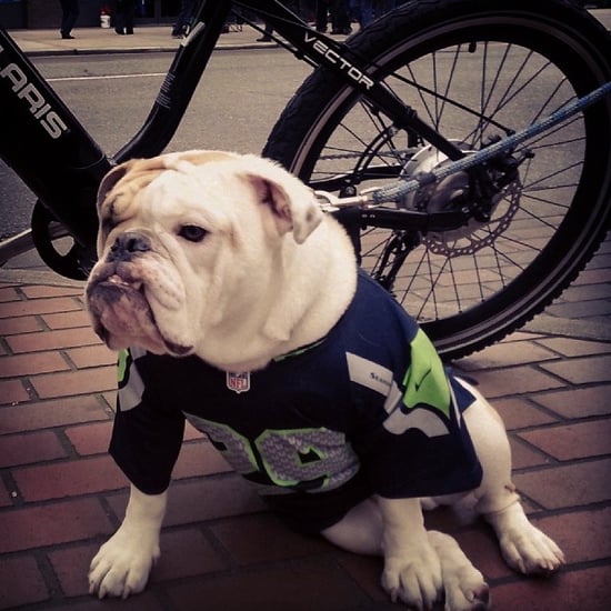 Instagram Challenge: Super Bowl Pets