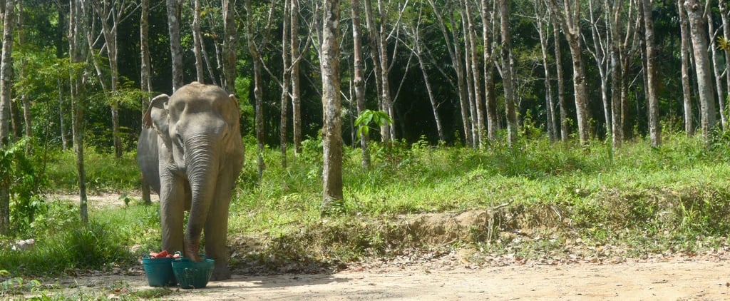 The Truth About Elephant Riding