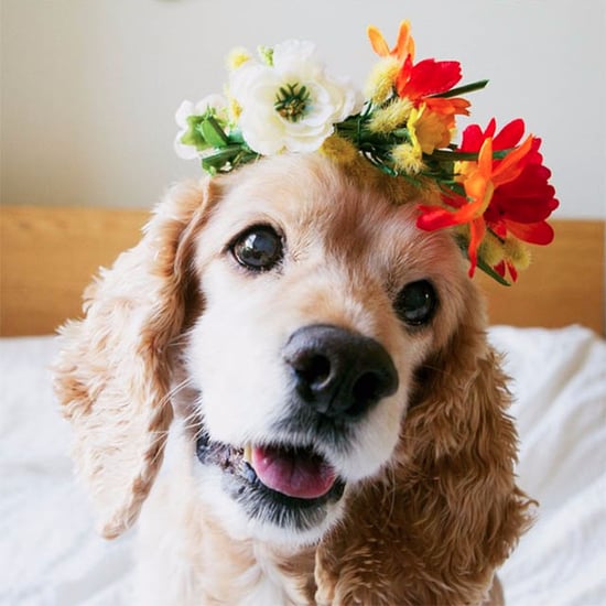 Photos of Senior Dogs
