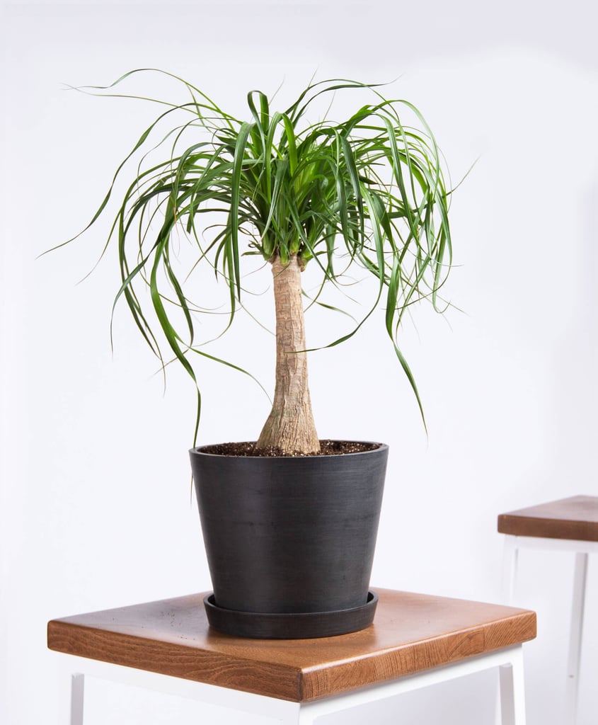 Potted Ponytail Palm Indoor Plant The Best PetFriendly Plants From