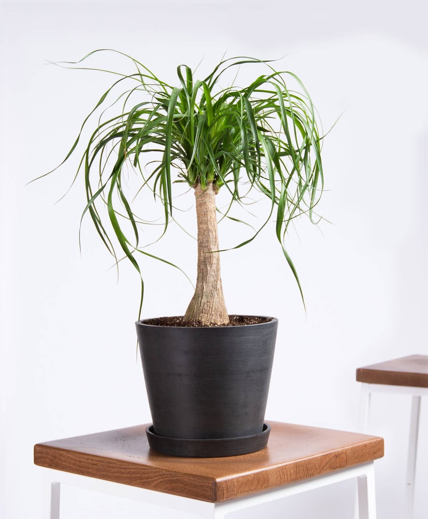 Potted Ponytail Palm Indoor Plant