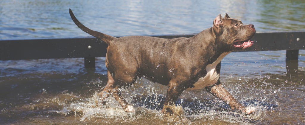 Reasons to Rescue a Dog