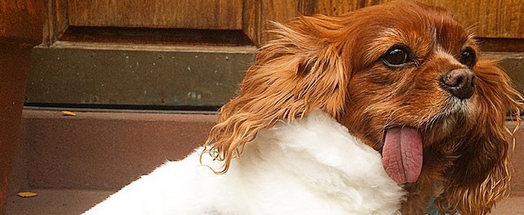 Dogs in Coats | Pictures
