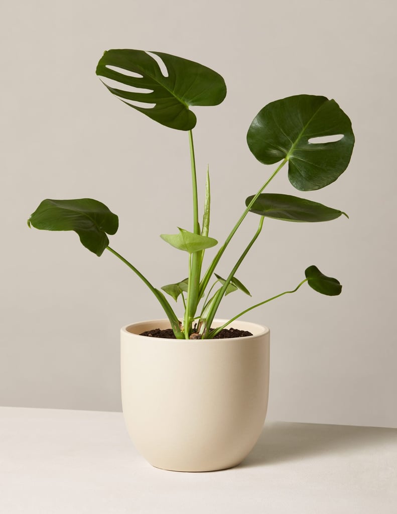 Monstera In Medium Grant Planter