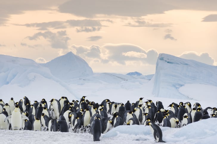 March of the Penguins 2 Photos and Details | POPSUGAR News Photo 10