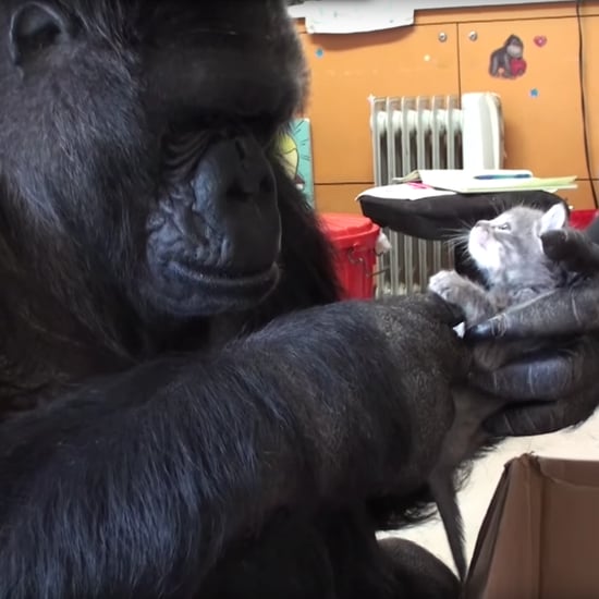 Gorilla Adopts Kittens | Video