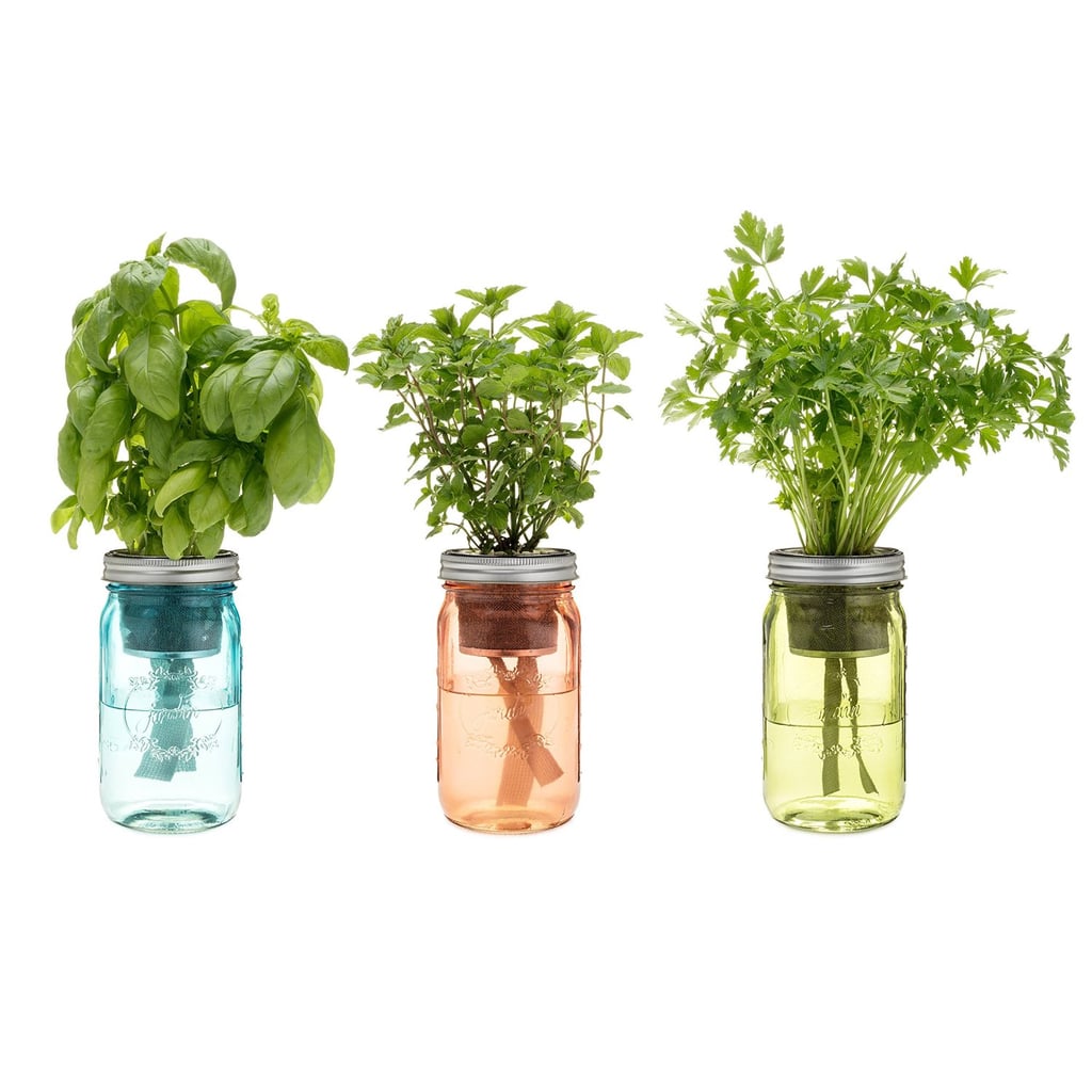Under $75: Modern Sprout Kitchen Herb Kit
