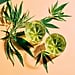 Are THC Drinks Safer Than Alcohol? Experts Weigh In