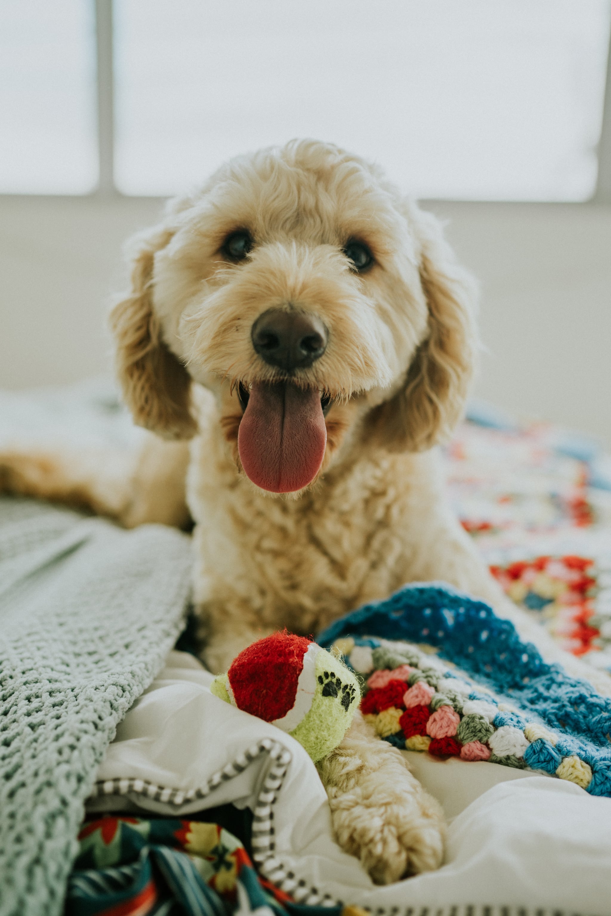 الكرات أبرز 10 أشياء تأكلها الكلاب غير الط عام طبعا Popsugar Middle East Pets Photo 7
