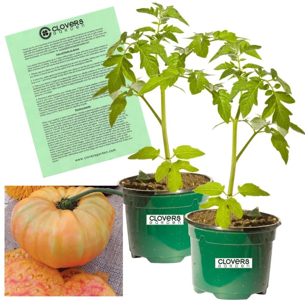Beefsteak Tomato Plants -, Two Live Garden Plants