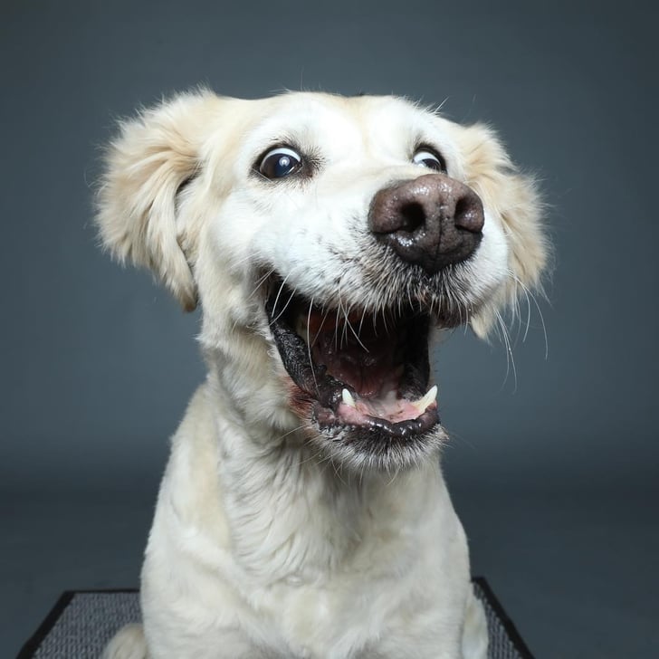 Dogs Catching Treats Photo Series | POPSUGAR Family Photo 99