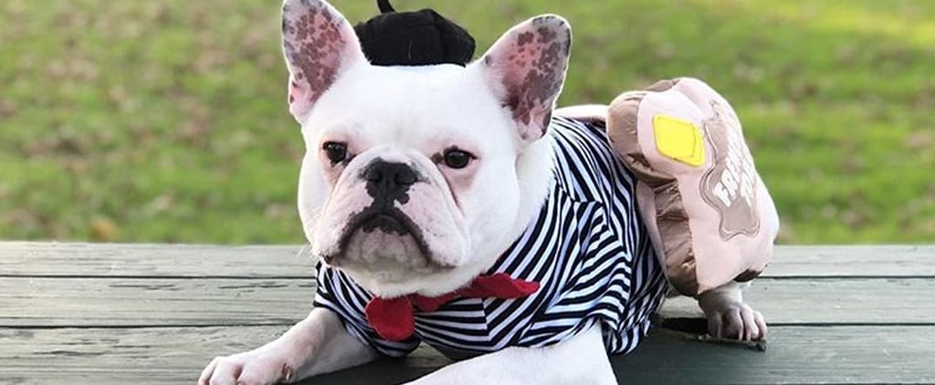 Photos of French Bulldogs in Halloween Costumes