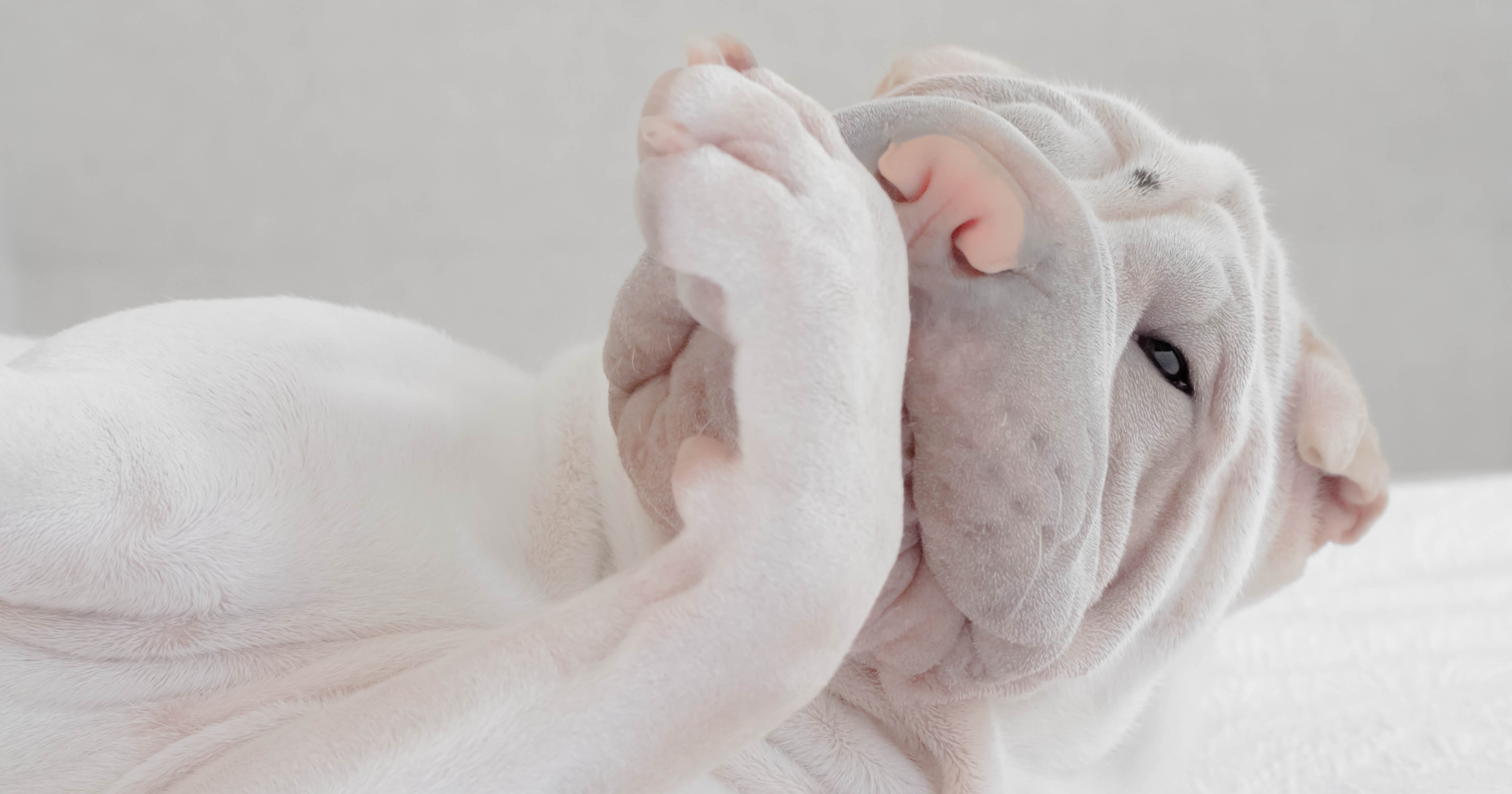 Why Does My Dog Lick and Chew on His Paws? POPSUGAR Pets