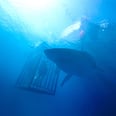 If You Look Up "Galeophobia" in the Dictionary, You'll See These 15 Horrifying Movies