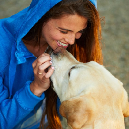 هل يؤثر طعام الكلاب على صحّة أسنانها