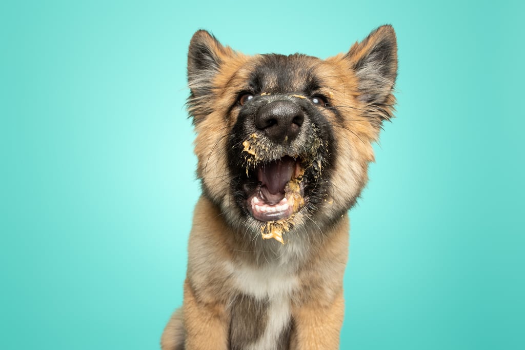 Although Ohio-based photographer Greg Murray has quite the portfolio, he's found his niche when it comes to pet photography. After releasing his first book Peanut Butter Dogs in 2017, he's proud to debut his second pup-based title, Peanut Butter Puppies — which includes stunning pictures of 70 rescue dogs between the ages of 8 weeks and 12 months old — feasting on their favorite snack. 
"I love rescue dogs, especially rescue puppies. They're just so happy, adventurous, and silly," Greg told POPSUGAR. "Working with 70 puppies was crazy. It wasn't easy, as many of them didn't know commands yet. I'm a very patient person when it comes to working with dogs. I don't get upset or stressed during a challenging shoot. It's all about having fun! There was quite a lot of laughter during the 70 photo sessions. It was a fun and eventful two months!"
"It's a great feeling knowing you're saving a life by adopting from a shelter or rescue organization."
The proud owner of two rescue dogs — Leo and Kensie — Greg enlisted the help of 30 animal shelters and rescue organizations in northeastern Ohio to make this adorable project a reality. "Spotlighting rescue dogs is very important to me," Greg explained. "It's a great feeling knowing you're saving a life by adopting from a shelter or rescue organization. Thousands of animals are euthanized on a daily basis. Anything I can do to help bring awareness to rescues and help bring that number down, I will."
In fact, Greg is so passionate about helping rescue animals, he plans to only spotlight pets who are up for adoption going forward. "It's very important for me to advocate for them by using my social media platforms and books. All future books that I come out with will only feature rescue animals," he said. "I got my start as an animal photographer in the early 2010s by volunteering at Cleveland area shelters as a photographer of adoptable dogs and cats. I owe these animals everything. Along with my wife, they helped and inspired me to leave the corporate world and become a full-time photographer."
Humans can preorder a copy of Peanut Butter Puppies ($15), which hits shelves on March 16. Read ahead to get a look at some of Greg's favorite photos from his latest project, and be sure to keep up with his work by following him on Instagram.

    Related:

            
            
                                    
                            

            A Vet Just Totally Busted the Myth That 1 Human Year Equals 7 Dog Years, and We&apos;re All Ears