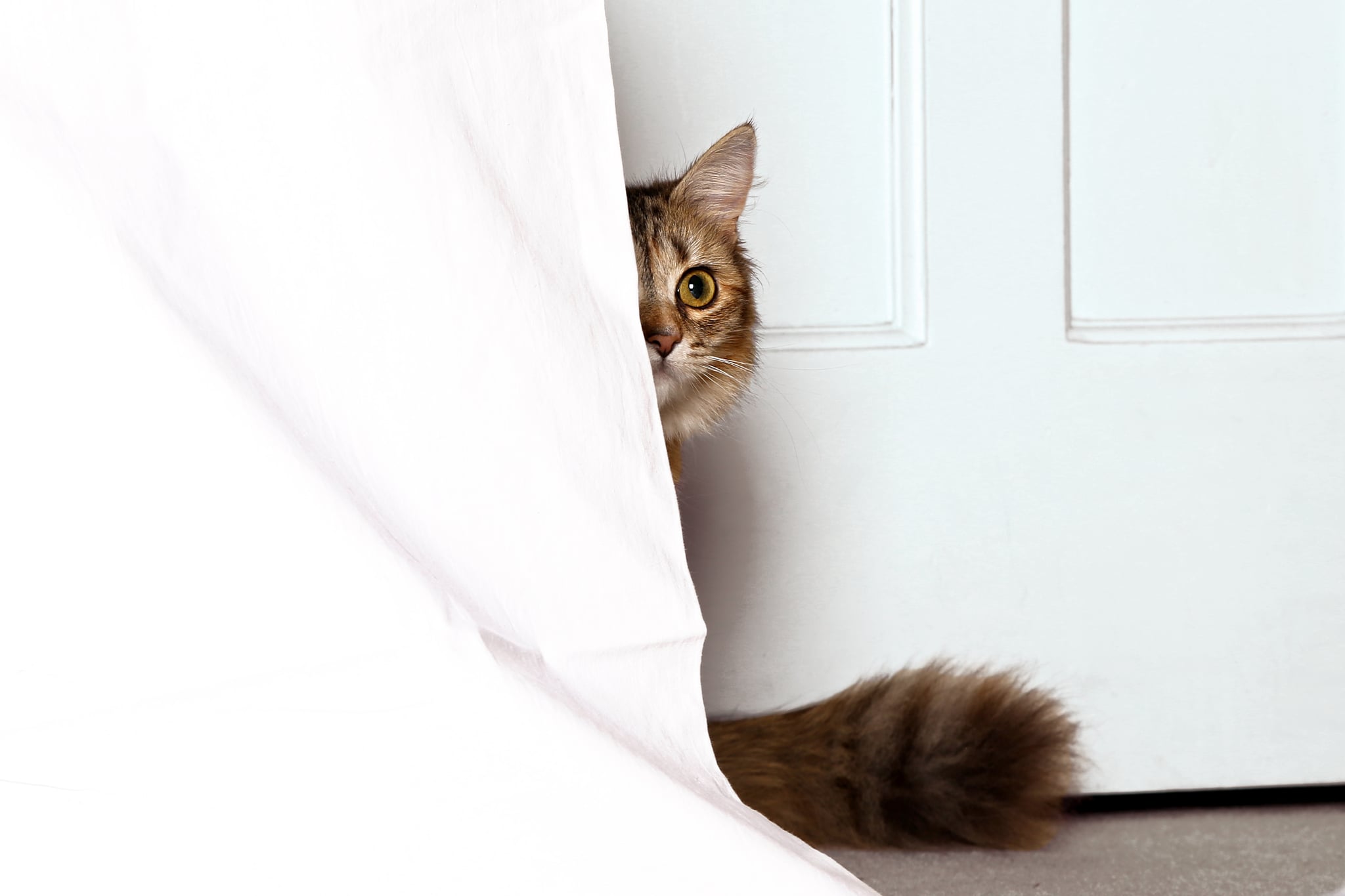 Cat coming out of behind bedsheets.