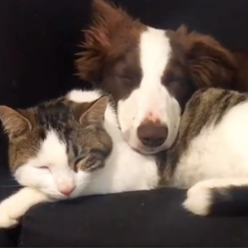 These Videos Of Cats And Dogs Prove They Can Be Best Friends