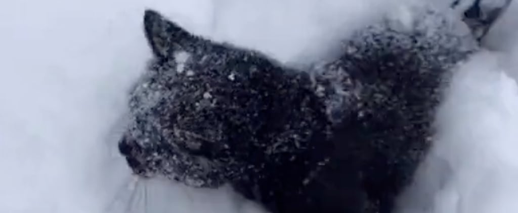 Black Cat Running Through Snow | TikTok Video