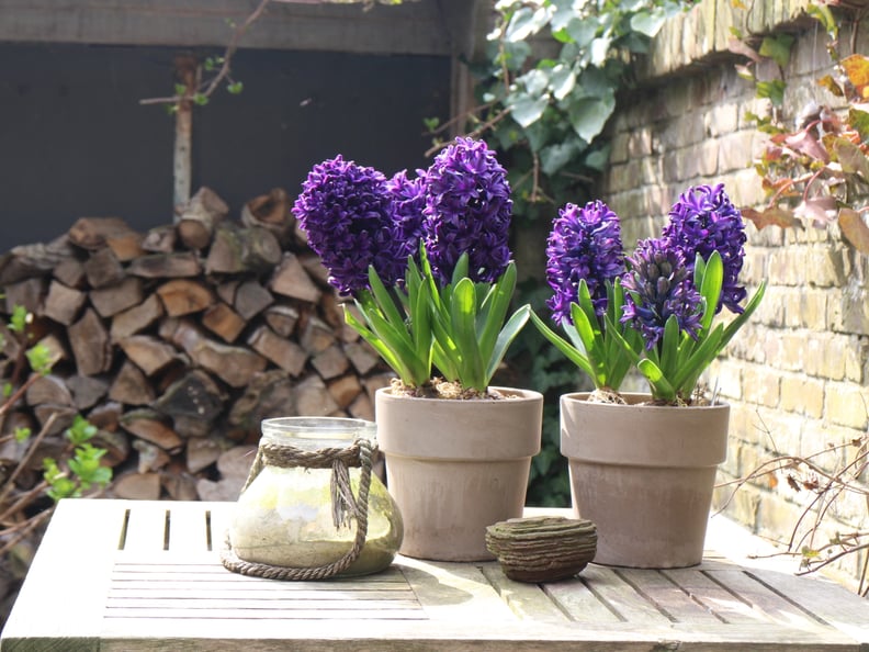 Hyacinths