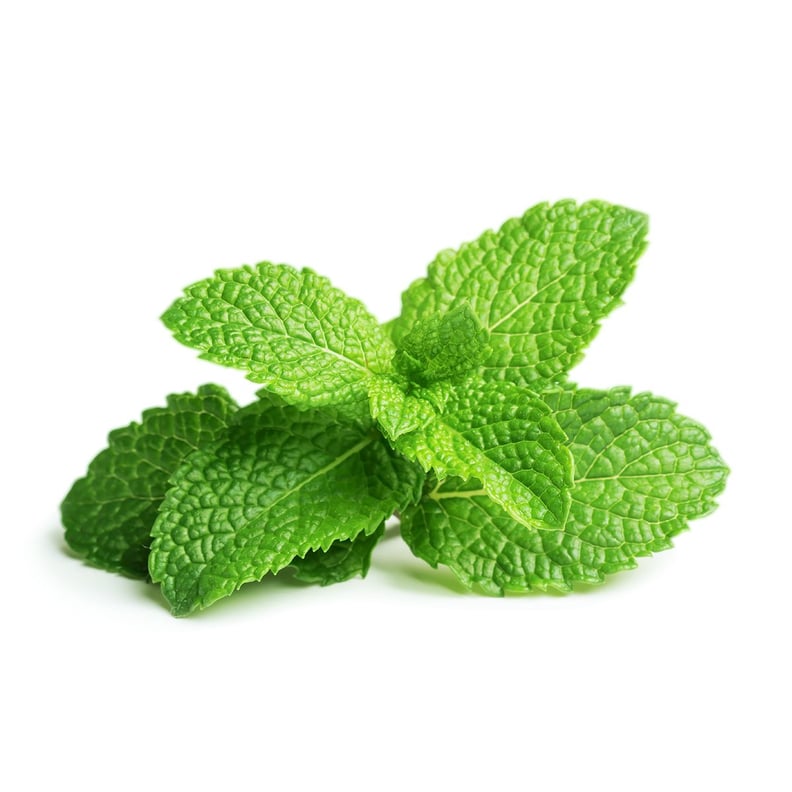 Peppermint Plant