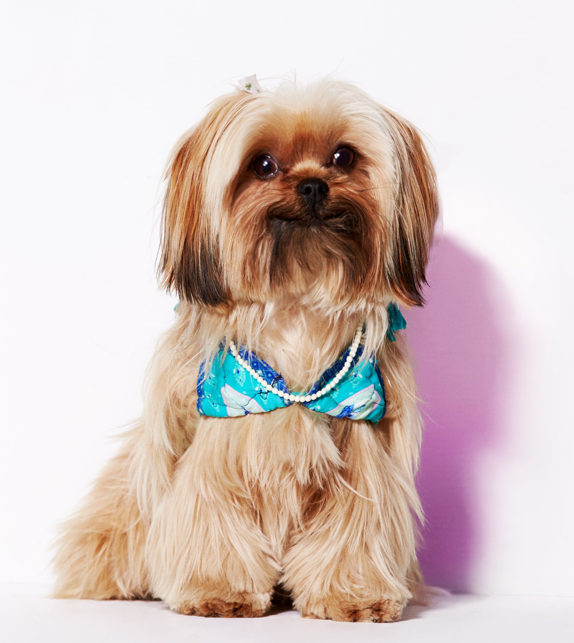 American Eagle Dog Clothes Line Popsugar Fashion