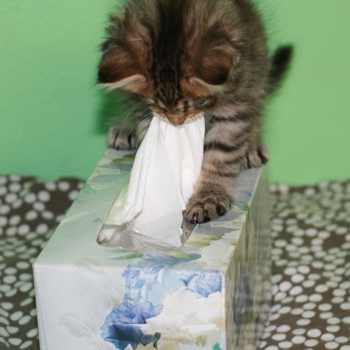 We have a tissue issue on our hands!
Source: Flickr user prettyinprint