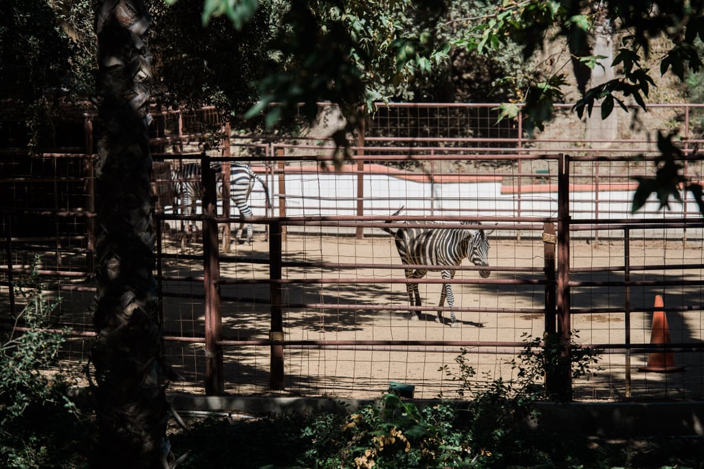 Wildlife Conservation Wedding
