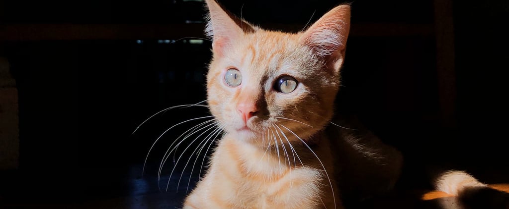 Why My Family Adopted New Kittens After Our First Ones Died