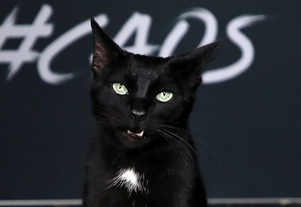 Salem the Cat on Sabrina Netflix Red Carpet Photos 2018