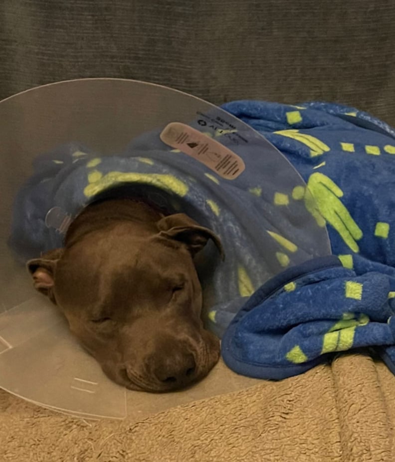 Dog swallowed stuffed new arrivals animal