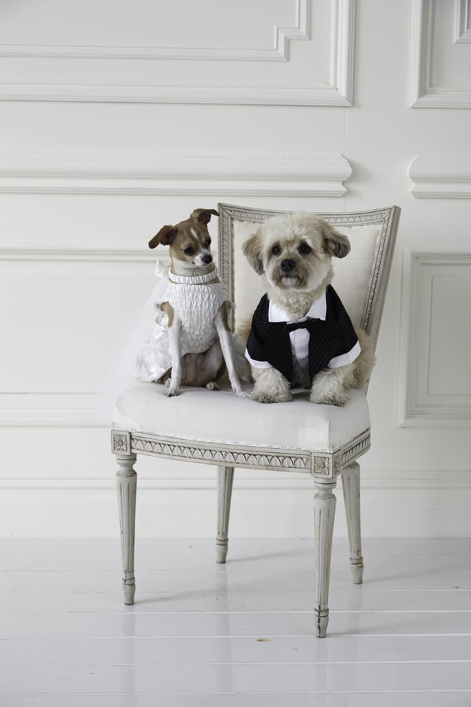 Wedding Clothes For Dogs POPSUGAR Pets