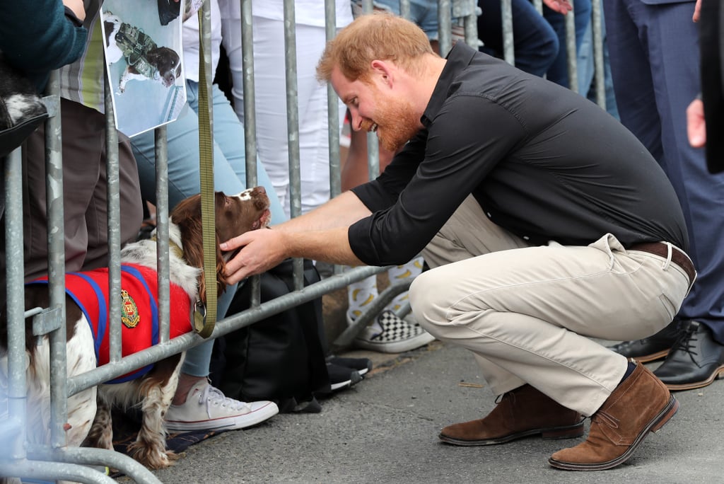 Prince Harry With Animals Pictures