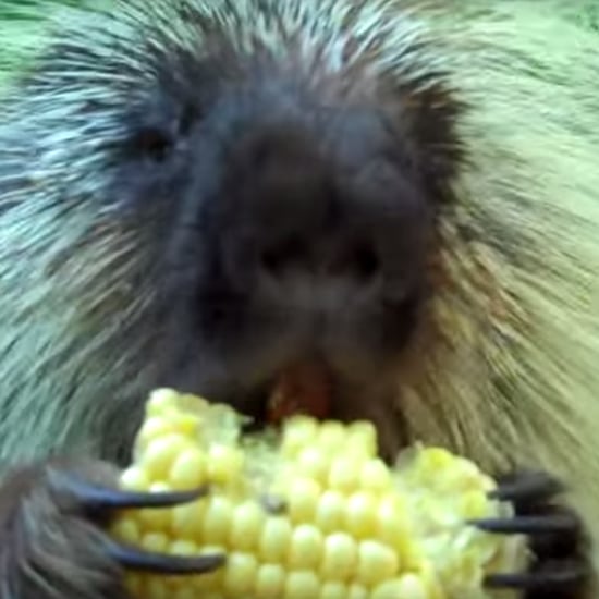 Talking Porcupine I Video