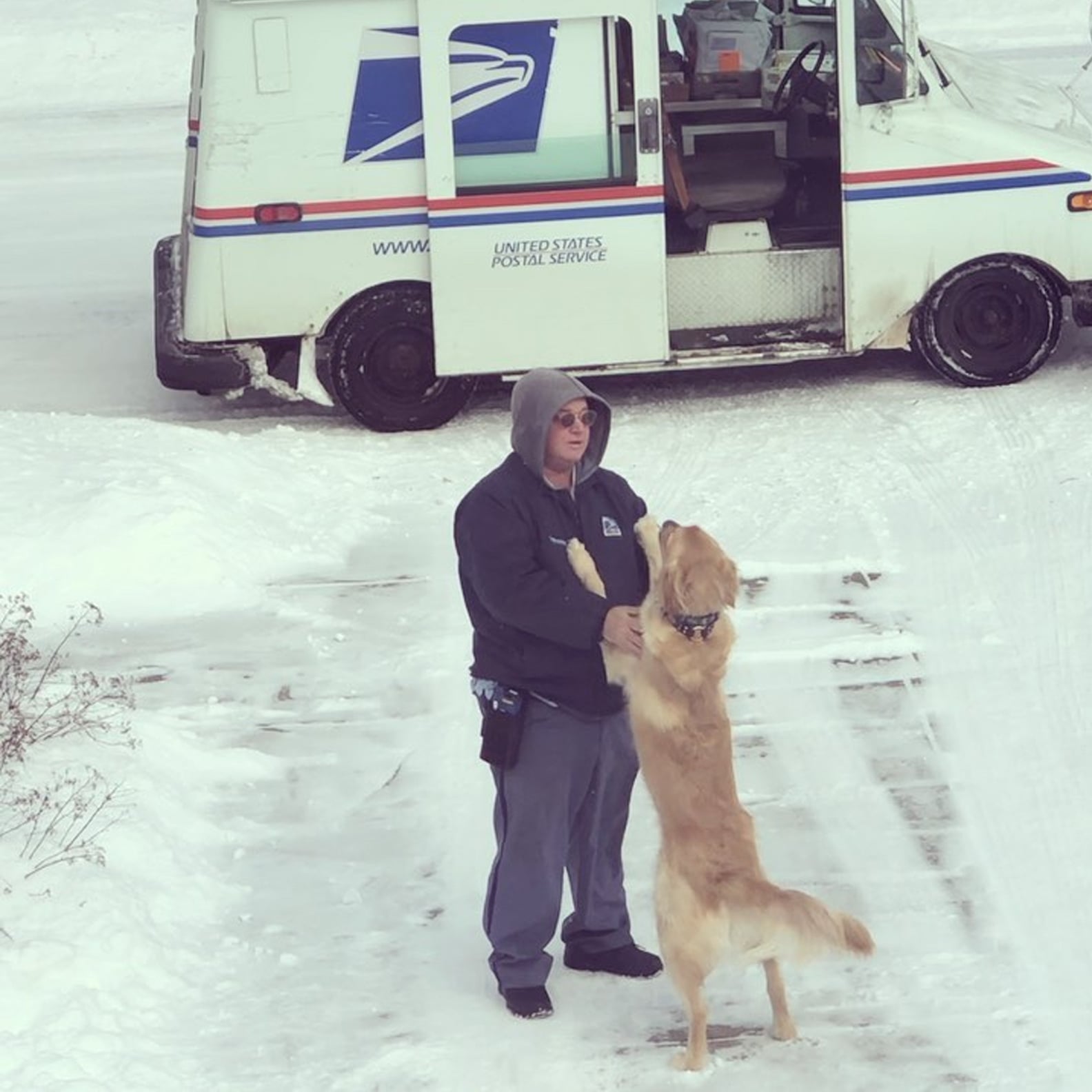 Videos of Golden Retriever and His Best Friend, the Mailman POPSUGAR Pets