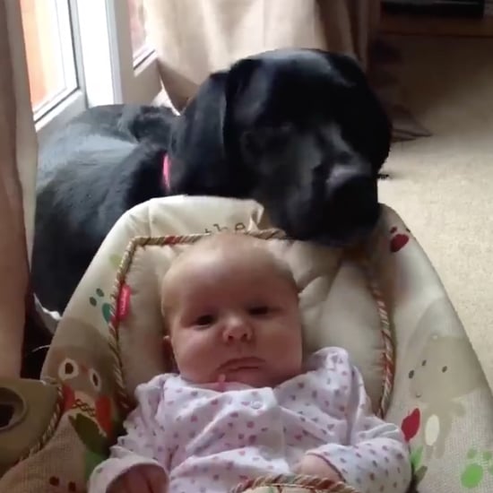 Dog Rocks Baby in Bouncer