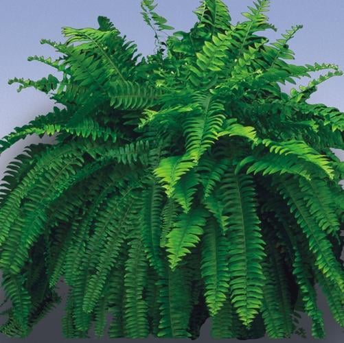 Boston Fern