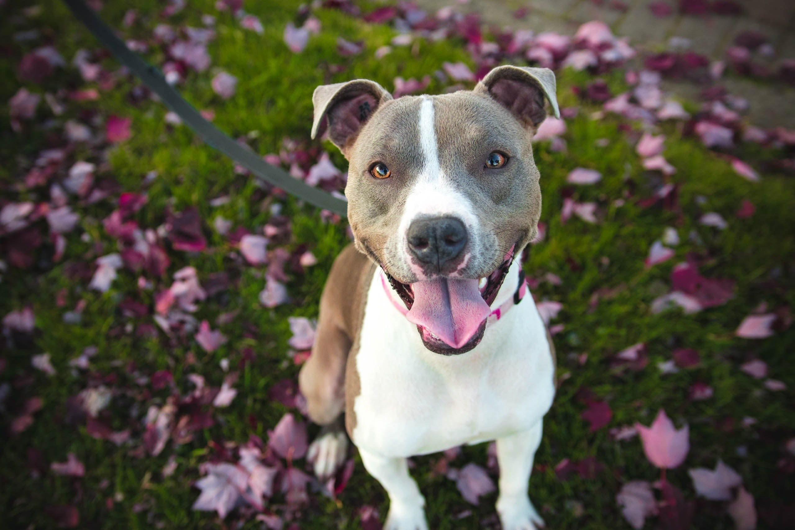 Gator mouth pitbull puppies for sale on sale
