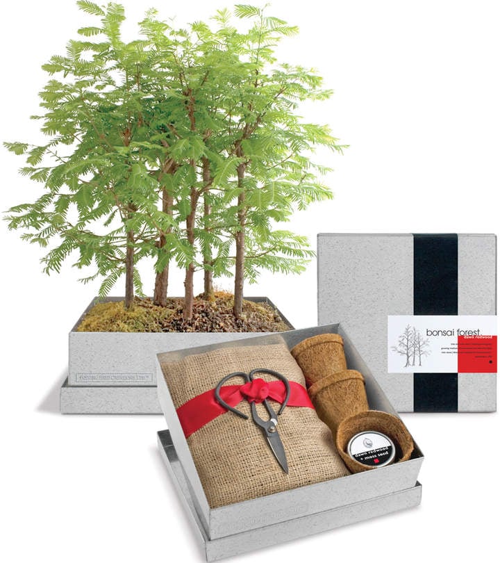 Grow-Your-Own Bonsai Forest Kit