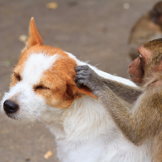 Monkey With Litter of Puppies | Video