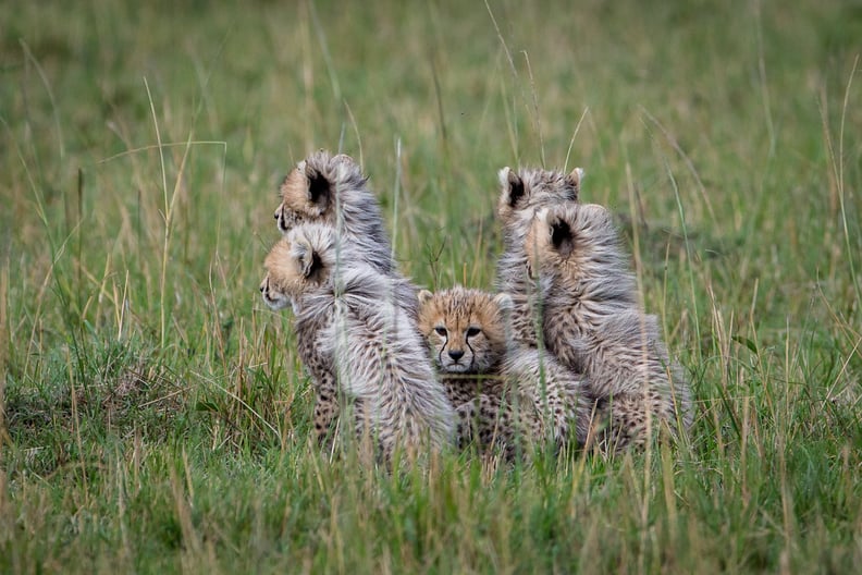 Masai Mara, Kenya