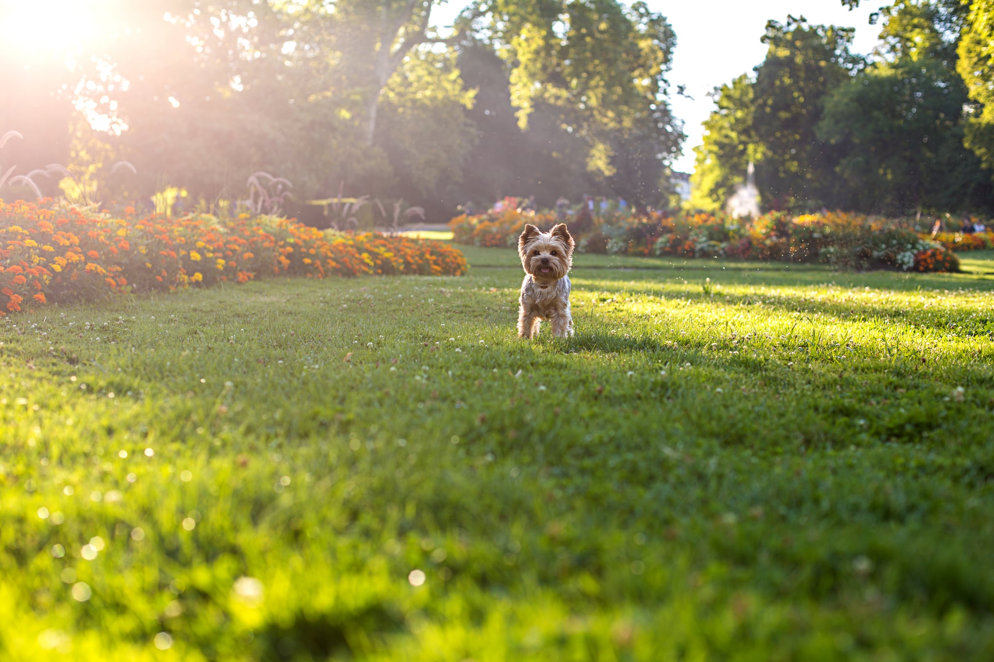 Yorkshire Terrier Dog running on the green grass