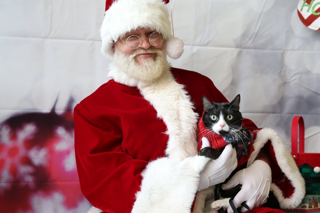 Pets Meeting Santa