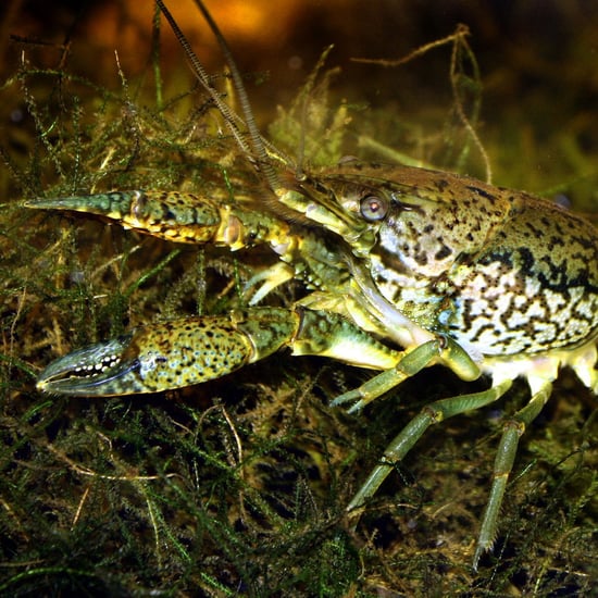 Mutant Marbled Crayfish Female Cloning Without Male