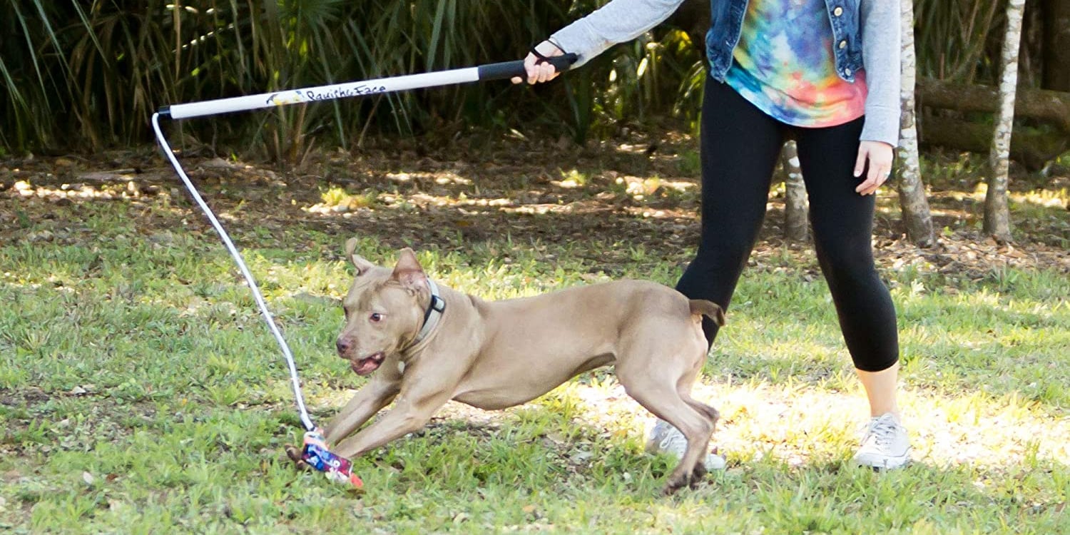 The 12 Best Toys For Puppies, According to Vets | PS Pets - Crate Toys For Puppies With Joint Pain