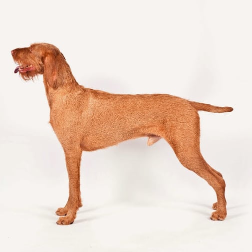 AKC Recognizes Two New Breeds
