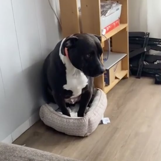 Pit Bull Gets Kicked Out of Dog Bed by Cat | TikTok Video