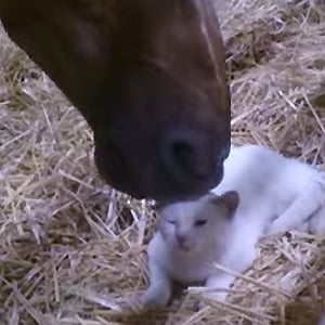 Kitten and Horse I Video