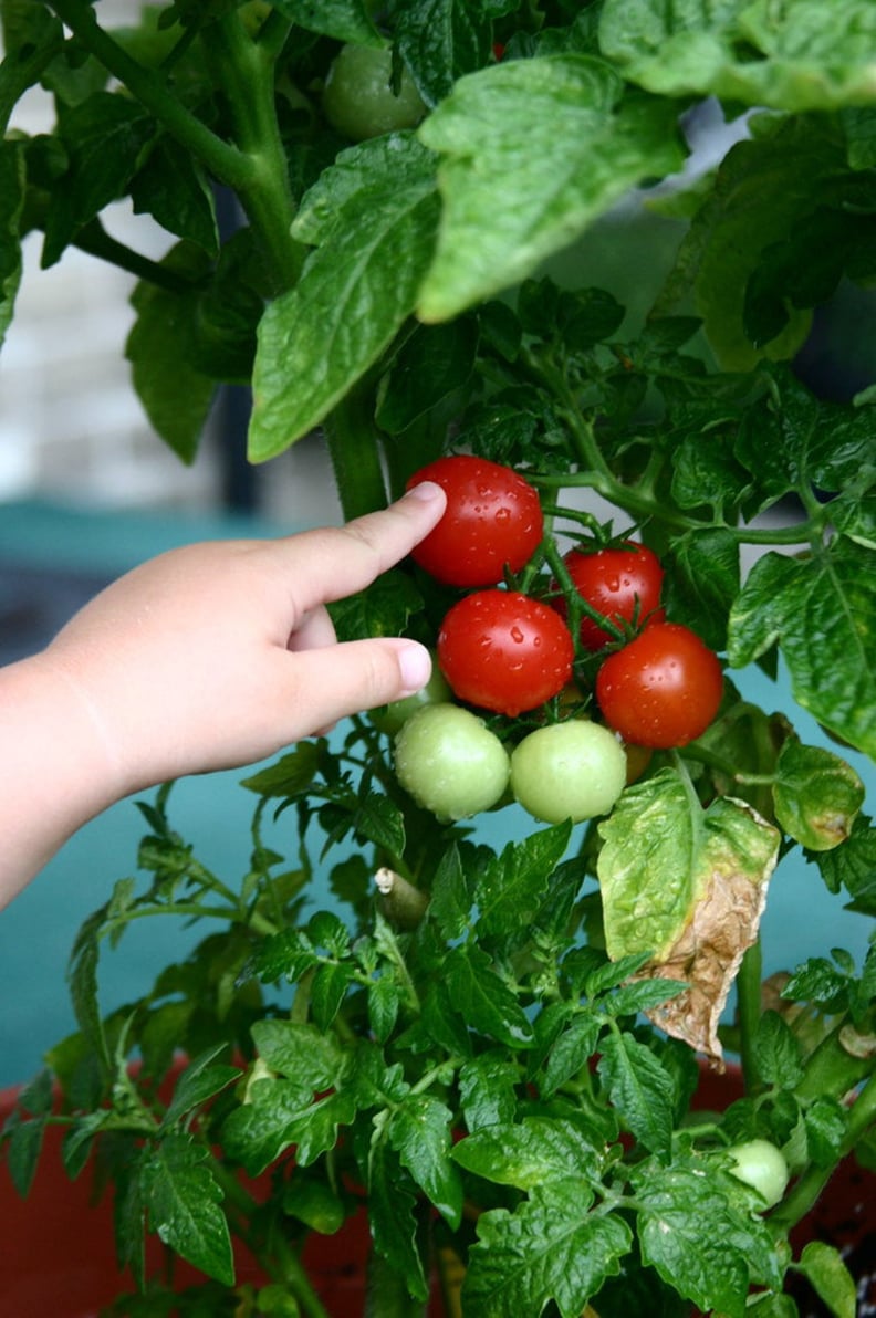 Dwarf Tomato Plant